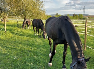 Kauf eines neuen Vereinspferdes RG Hegnach-Oeffingen