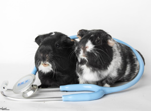 Cavia Care - Hilfe für unvermittelbare Meerschweinchen