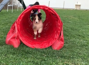 Aufsitzrasenmäher  für Hundeplatz des HSVUD Underdogs e.V.