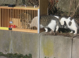Ausrüstung für Katzen-Kastrationsaktionen