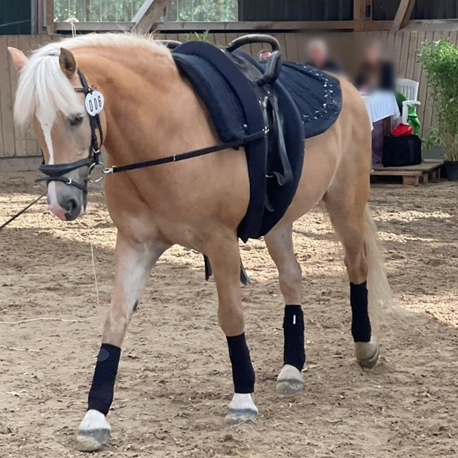 Neues Voltigierpferd für den VV Metelen