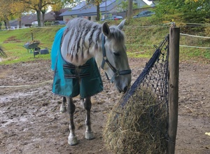 Mehr Sicherheit für Mensch & Tier in unserer Stallgemeinschaft