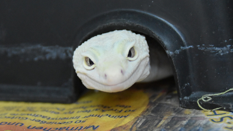 Stilles Leid stoppen – Forschung zu Leopardgeckos