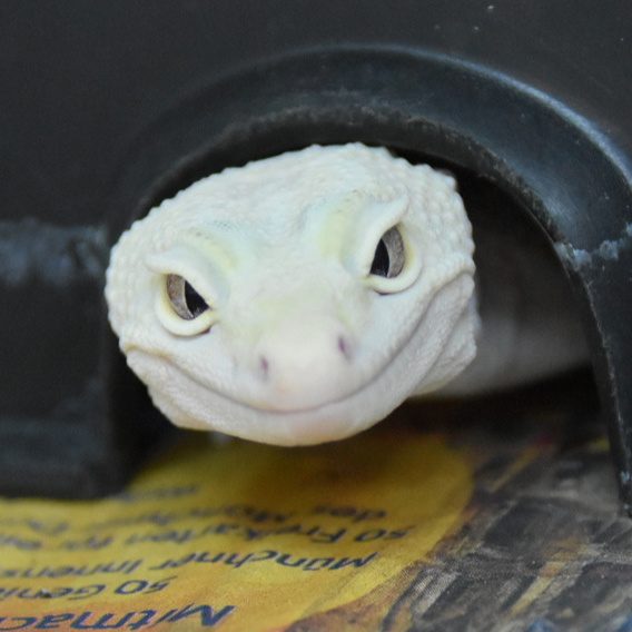 Stilles Leid stoppen – Forschung zu Leopardgeckos