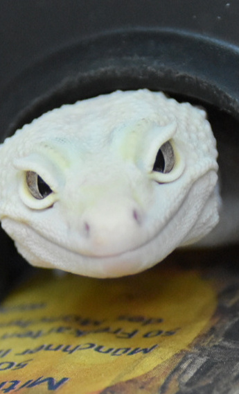 Stilles Leid stoppen – Forschung zu Leopardgeckos