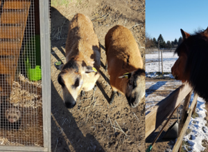 Unsere Farm soll schöner werden
