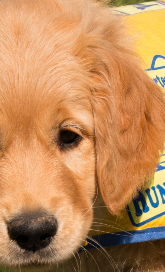 Zuwachs bei Hunde für Handicaps e.V.