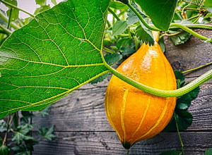 Urban gardening -  Hochbeete für Korntal-Münchingen!