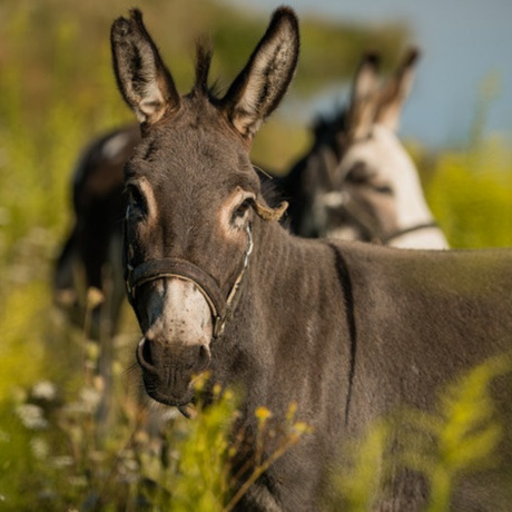 Tierisch in Schwung