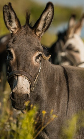 Tierisch in Schwung