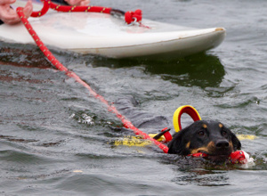 Hunde-Wasserarbeit; mit neuem Motor zu neuen Zielen