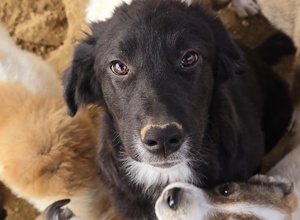 Video - Jetzt schon an den Sommer denken – Schutz für unsere Hunde in Griechen
