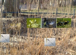 Video - Erlebnis-Teich Naturoase mit Libelle & Frosch 