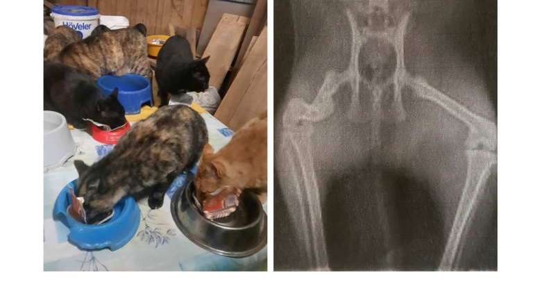 Futterstellen für Streunerkatzen und deren tierärztliche Versorgung