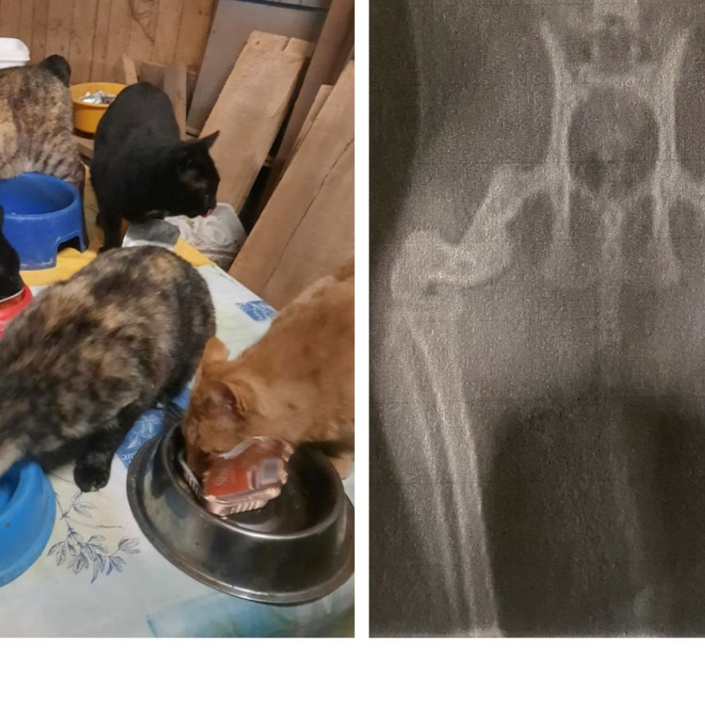 Futterstellen für Streunerkatzen und deren tierärztliche Versorgung