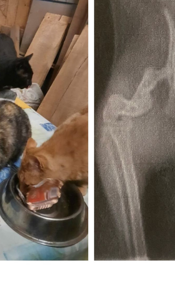 Futterstellen für Streunerkatzen und deren tierärztliche Versorgung