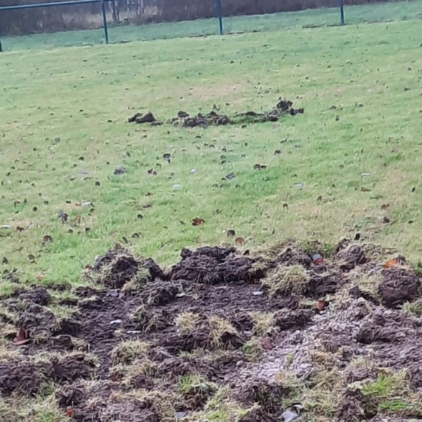 Sportplatzpflege: Tierschaden beheben und vorbeugen
