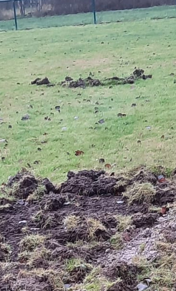 Sportplatzpflege: Tierschaden beheben und vorbeugen