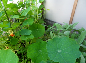 Icking schmeckt!