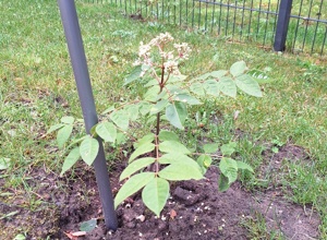 Bienenfreundliche Blumeninseln