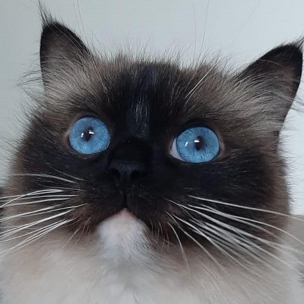 Katzenquarantäne für das Tierheim Hodenhagen