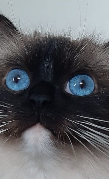 Katzenquarantäne für das Tierheim Hodenhagen