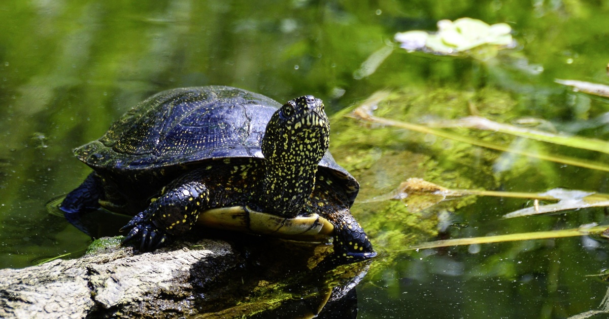 Neubau einer Anlage für die Fränkische Sumpfschildkröte - Viele ...