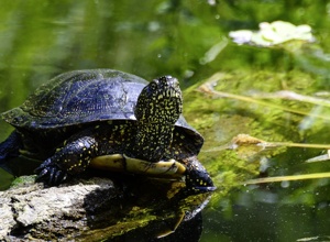 Neubau einer Anlage für die Fränkische Sumpfschildkröte