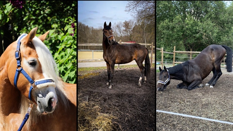 Mehr Sicherheit für Mensch &amp;amp; Tier in unserer Stallgemeinschaft