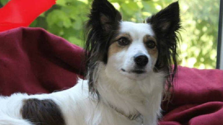 adopt don't shop- Helfen Sie Tieren