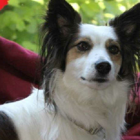 adopt don't shop- Helfen Sie Tieren