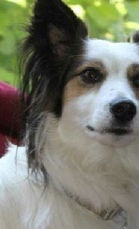 adopt don't shop- Helfen Sie Tieren