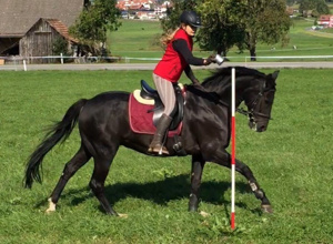 Reitplatzausrüstung für Dressur- und Springreiten