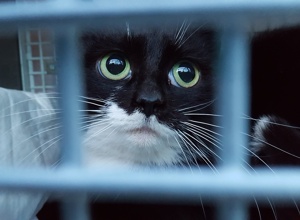 Katzen Kastrationen des TSV Markdorf