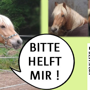 Schulpferd Wastl braucht Hilfe !