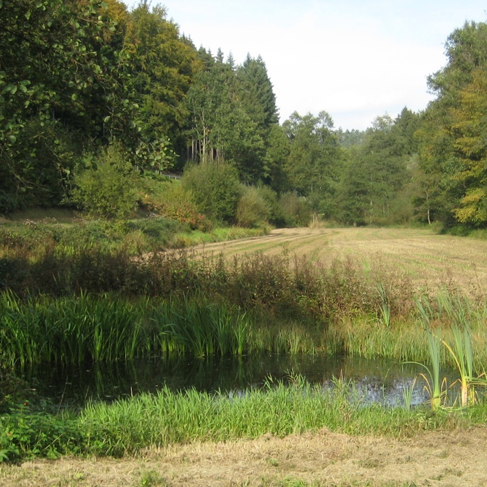Große Wiese für kleine Tiere - Erwerb eines Feuchtbiotops!