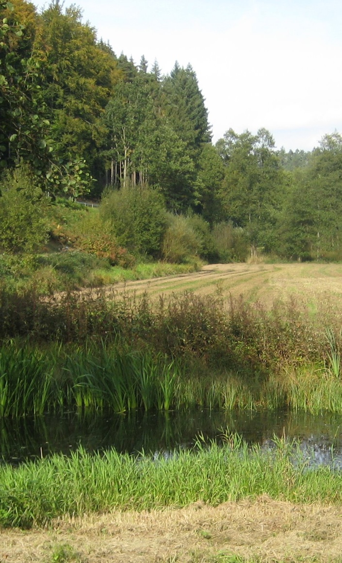 Große Wiese für kleine Tiere - Erwerb eines Feuchtbiotops!