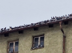 Betreuter Taubenschlag für Kaufbeuren