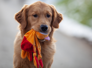 Zuwachs bei Hunde für Handicaps e.V.