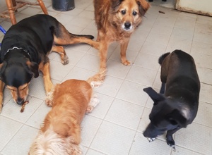 Hundeheim artgerecht ausbauen
