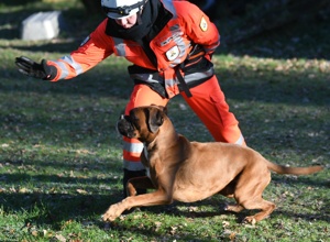 Fahrzeug für Rettungshunde