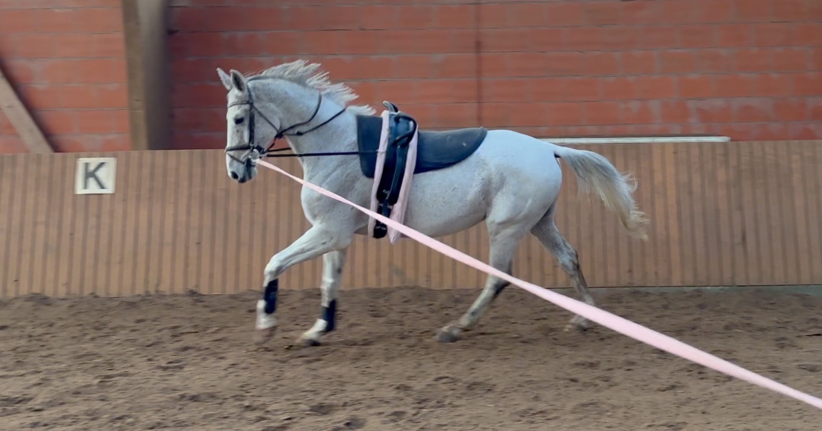 voltigiermannschaft Voltigier- und Reitpferd Giotto für den - Viele schaffen mehr