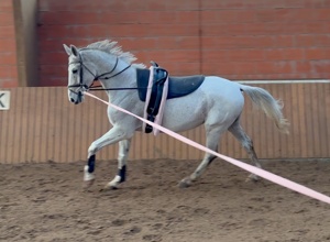Video - Voltigier- und Reitpferd Giotto für den