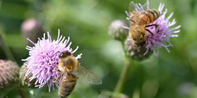 AufGEblüht! Blumen für Bienen 2021