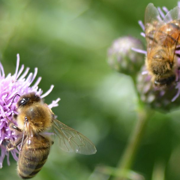 AufGEblüht! Blumen für Bienen 2021