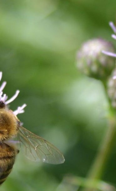 AufGEblüht! Blumen für Bienen 2021
