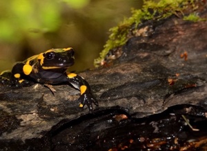 Quellen im Spessart