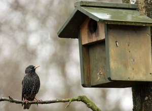 Nistkästen für heimische Vögel
