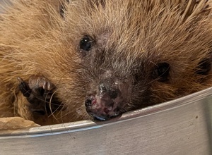 Igelrettung Ortenau braucht zwei Inkubatoren für kranke Igel