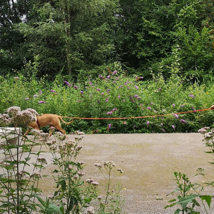 Einsatzkleidung für Rettungshundeführer